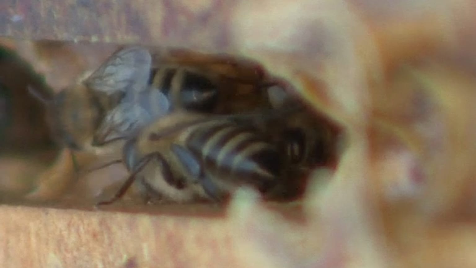 Bienen - ein bestechender Wirtschaftsfaktor