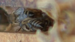 Bienen - ein bestechender Wirtschaftsfaktor