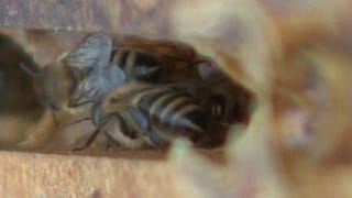 Bienen - ein bestechender Wirtschaftsfaktor