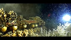 Umweltschützer schlagen Alarm: Tonnenweise Munition im Genfer See