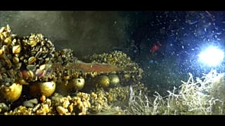 Umweltschützer schlagen Alarm: Tonnenweise Munition im Genfer See