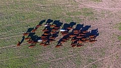 Cows running wild and free in a field in the UK.
