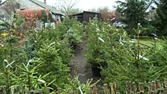 Lituania alquila árboles de Navidad para frenar la tala