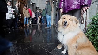 köpek ve insanlar