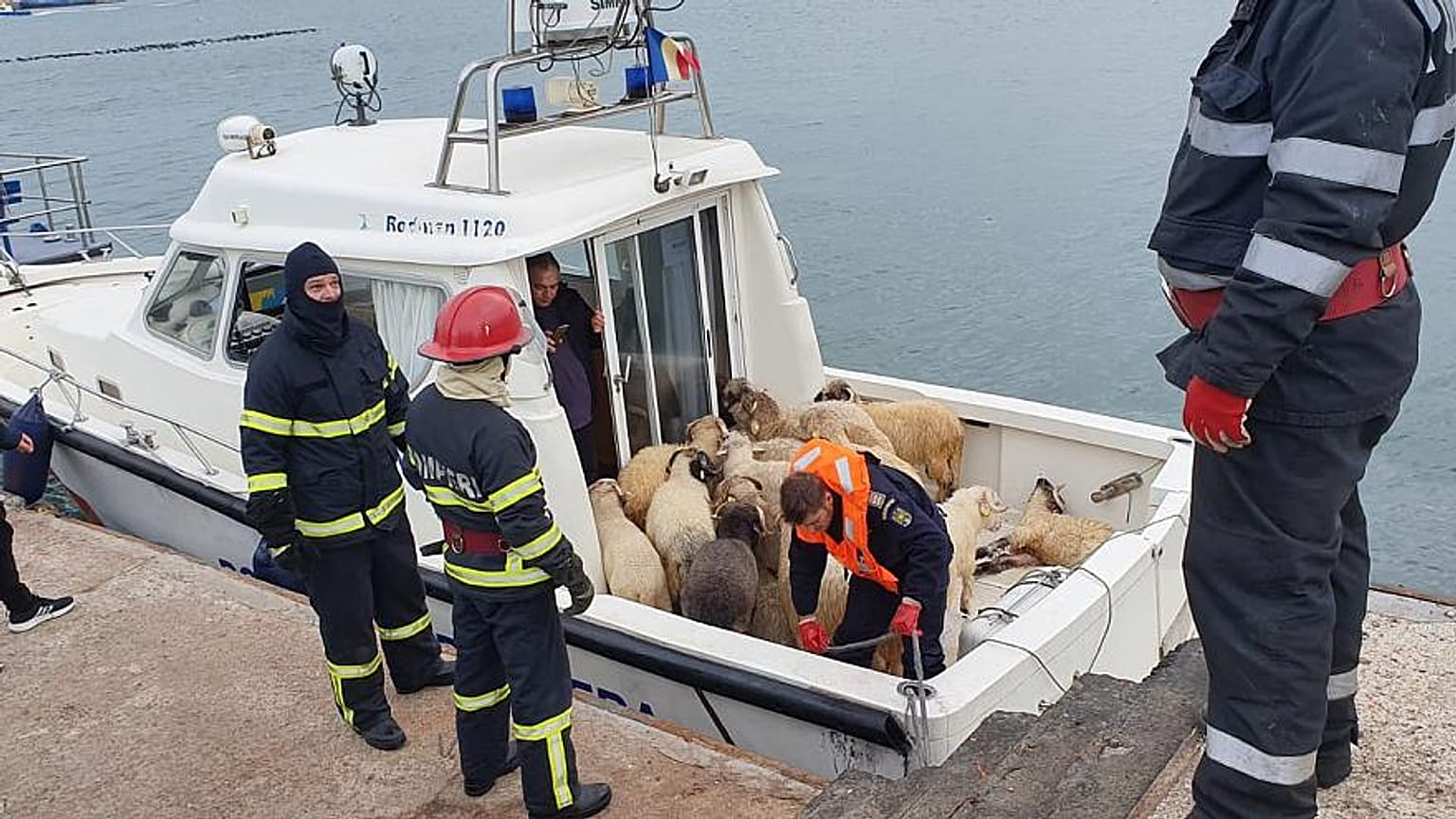 Die Rettung der Schafe am Montag