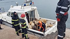Die Rettung der Schafe am Montag