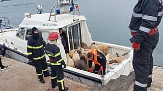 Die Rettung der Schafe am Montag