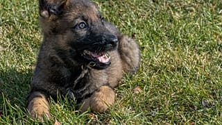 Almanya: Yavru köpeğin elini yaladığı yaşlı adam enfeksiyon sonucu hayatını kaybetti