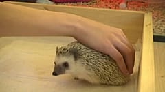 Schmusen mit Stacheln - das Igel-Café in Moskau