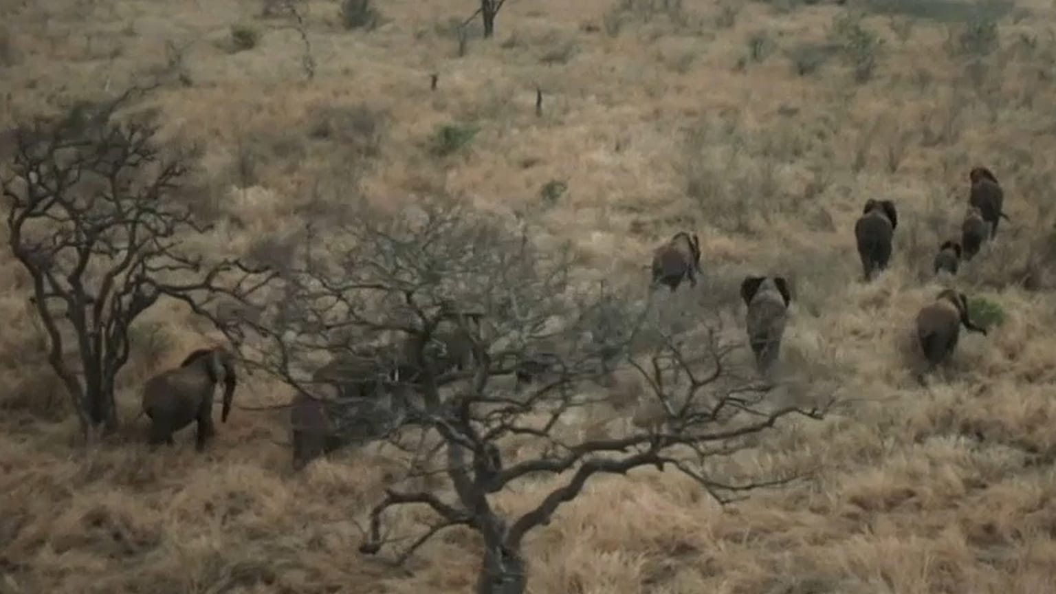 Moçambicanos salvam elefantes da extinção