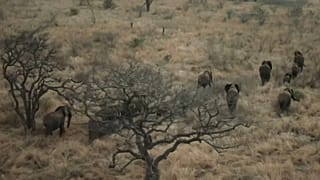 Moçambicanos salvam elefantes da extinção