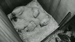 Wien: Jeder Eisbär fängt klein an 