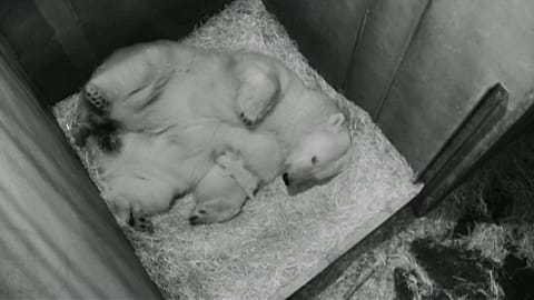 Wien: Jeder Eisbär fängt klein an 