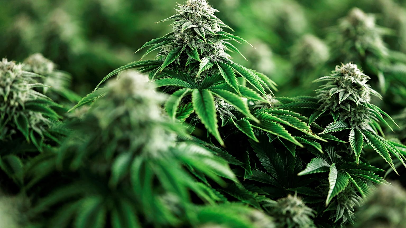 Marihuana-Pflanzen.