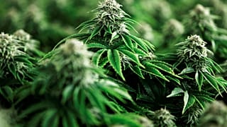 Marihuana-Pflanzen.