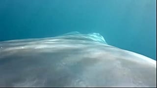 La baleine bleue a du coeur 