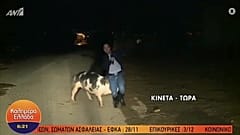 Греция: как свинья сорвала прямой эфир 