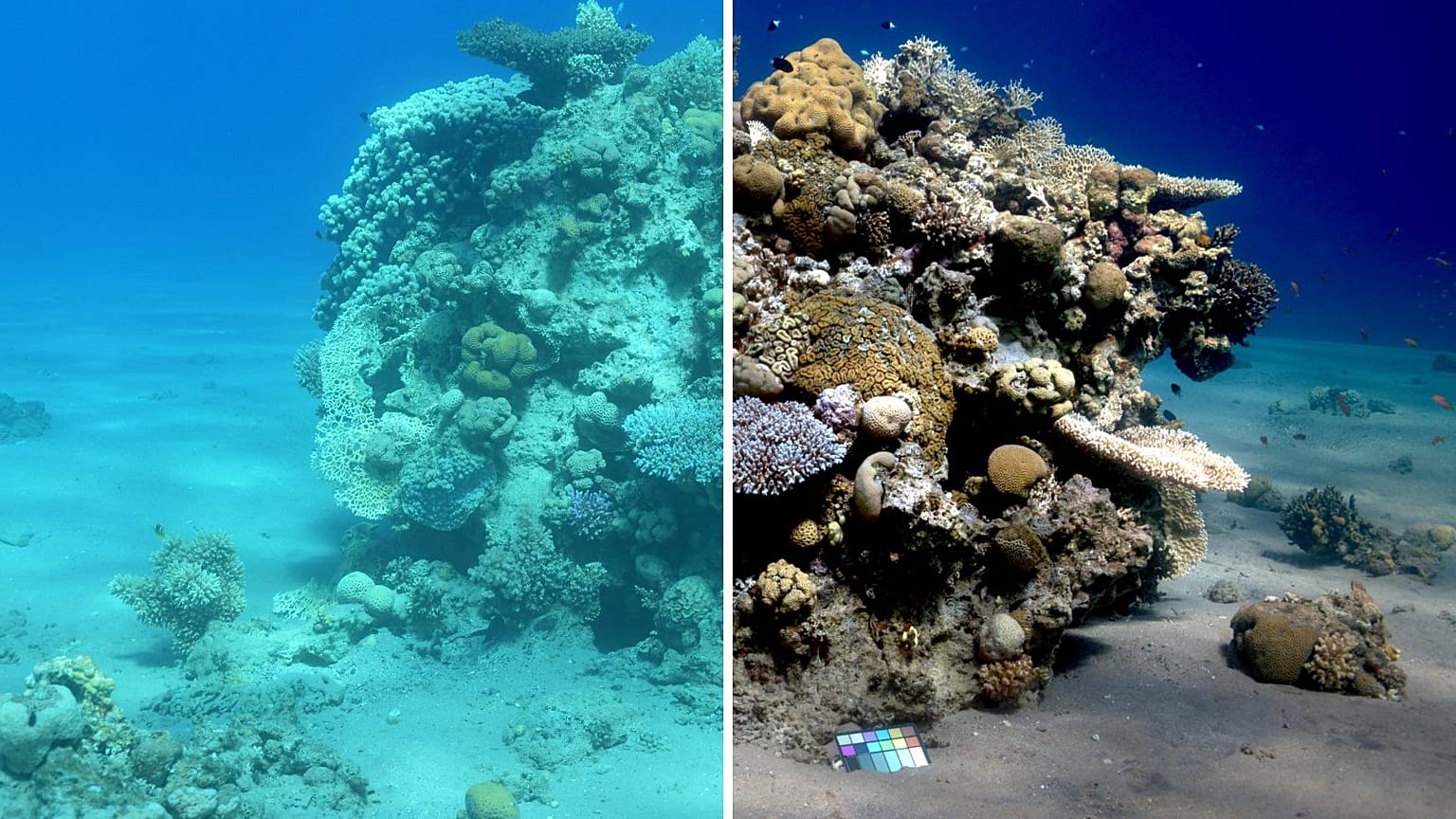 Sea-thru algoritması ile renkleri düzeltilmiş bir su altı fotoğrafı