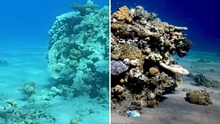 Sea-thru algoritması ile renkleri düzeltilmiş bir su altı fotoğrafı
