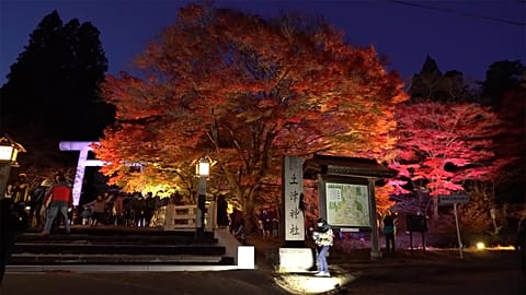 Forests bathed in shades of red are an enchanting autumn destination for visitors to Japan