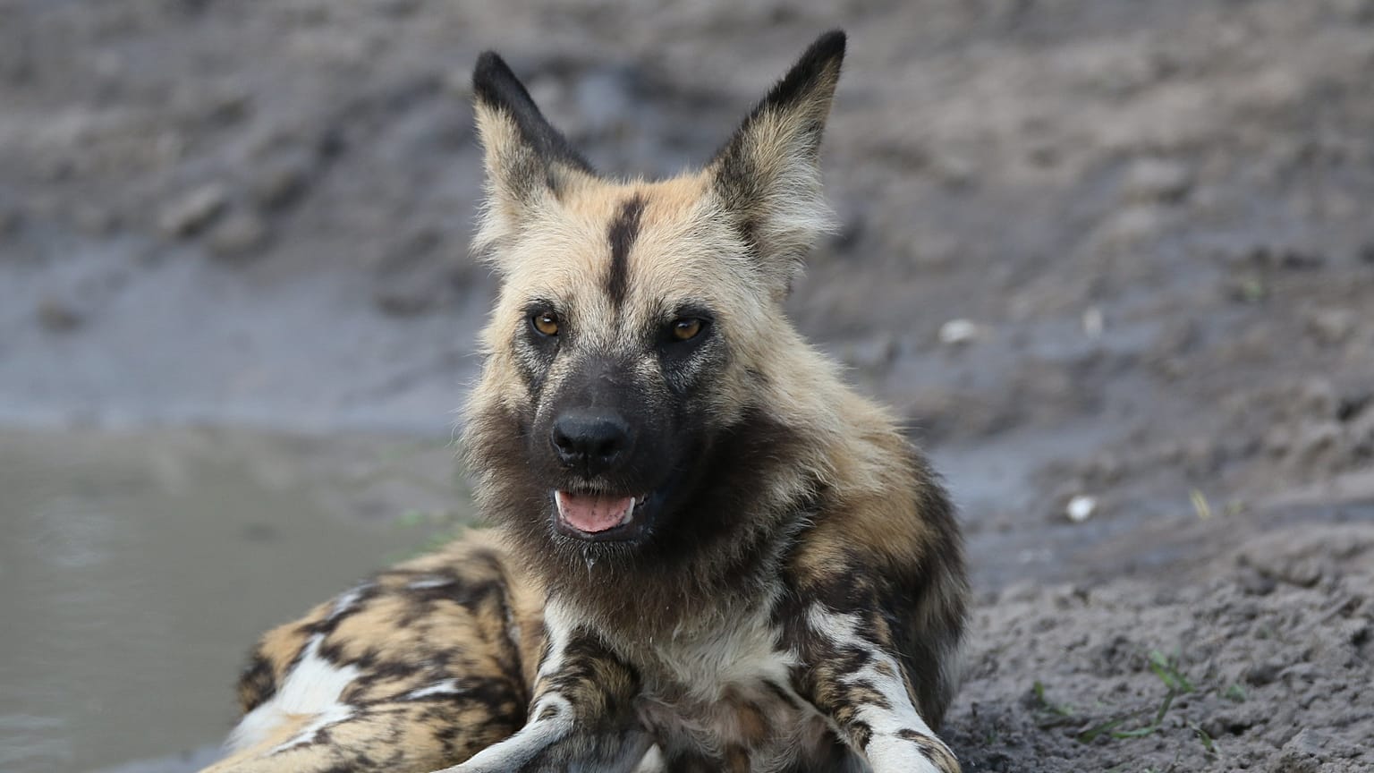 Sibirya'da 18 bin yıllık bozulmamış köpek fosili bulundu