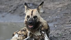 Sibirya'da 18 bin yıllık bozulmamış köpek fosili bulundu