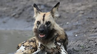 Sibirya'da 18 bin yıllık bozulmamış köpek fosili bulundu