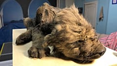 Dogor was well preserved in the permafrost of Siberia 