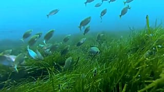 Pradarias do Mediterrâneo ajudam a combater alterações climáticas