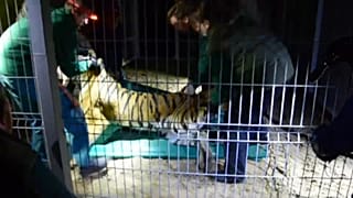 Cinco tigres rescatados en la frontera polaca viajan a Alicante