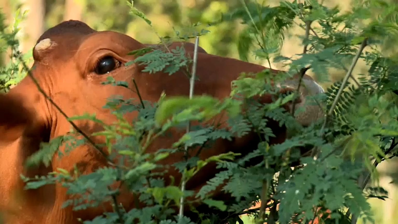 Estas vacas fazem bem ao ambiente