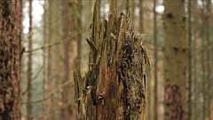Waldsterben in Deutschland - Klimawandel macht sich bemerkbar