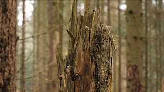 Waldsterben in Deutschland - Klimawandel macht sich bemerkbar