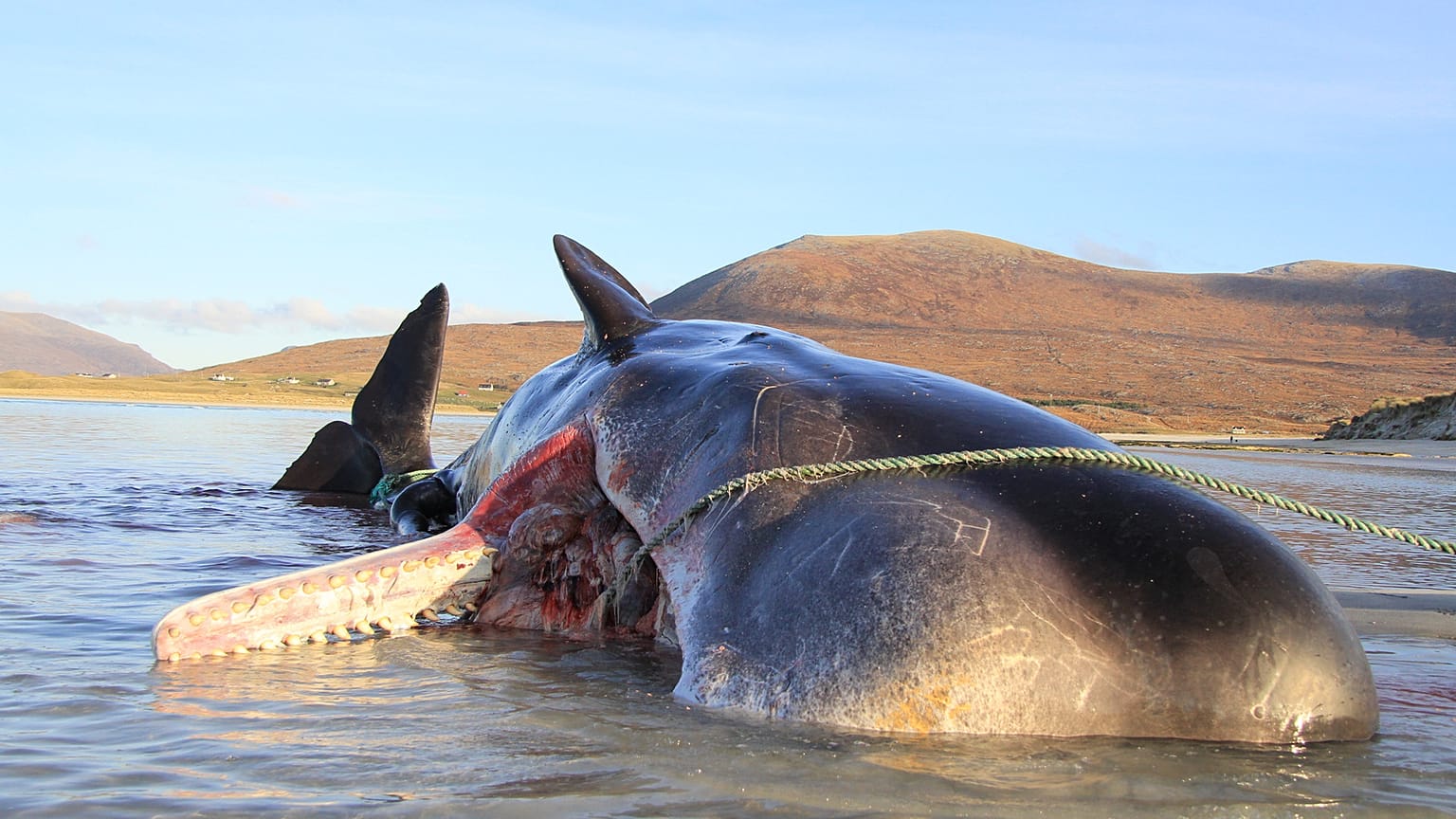 Der Pottwal verendete am Strand der schottischen Insel Harris