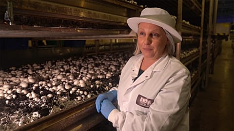 Scientists say mushrooms are the superfood of the future