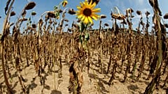 Crisi climatica: fatti, date, impegni (e fallimenti) della politica