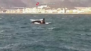 Orche al largo di Genova