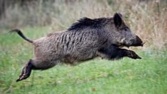 Wildschwein im Taunus