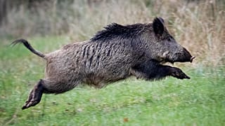 Las medidas de Alemania y Polonia para detener el avance de la peste porcina africana