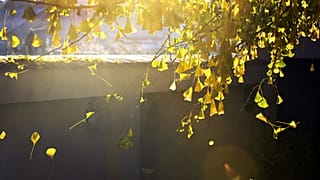Zsinórban a hatodik rekordmeleg hónap lehet az idei november