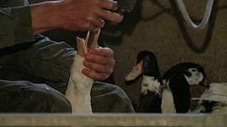 Ecco il foie gras ''etico'', così dicono