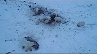 Белые медведи не могут уйти на охоту