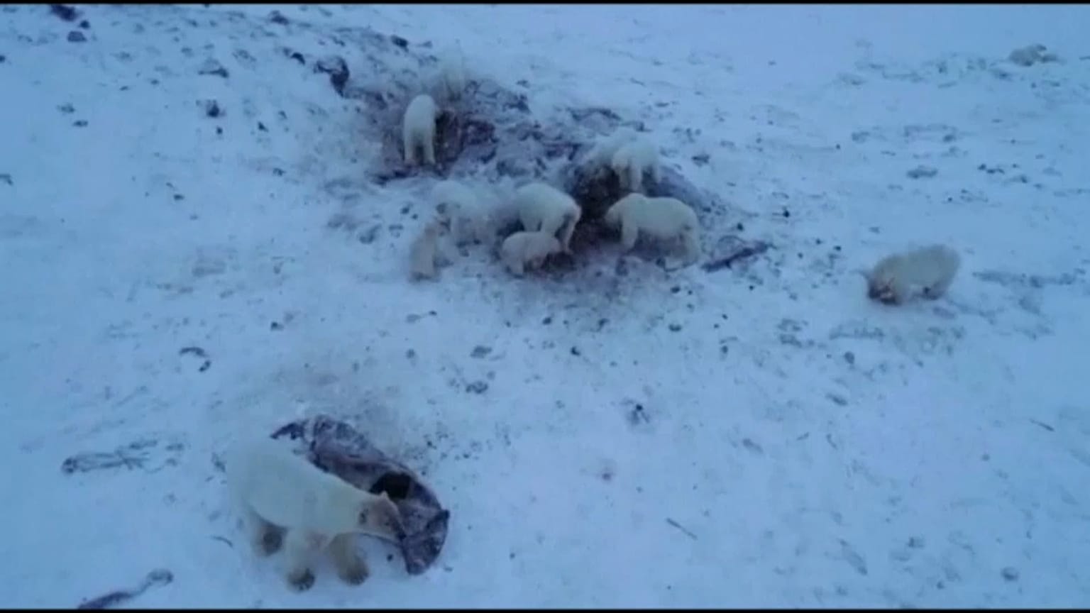 Eisbären-Alarm in Russland: 50 hungrige Tiere machen Dorf unsicher