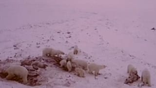 هجوم ۵۶ خرس به روستایی در شمال شرق روسیه