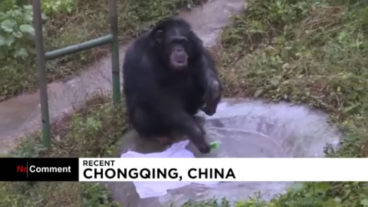 Waschtag im Zoo: Schimpanse Yuhui weiß, wie er T-Shirts sauber bekommt