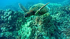 Marine life threatened as oceans lose oxygen due to climate change - report