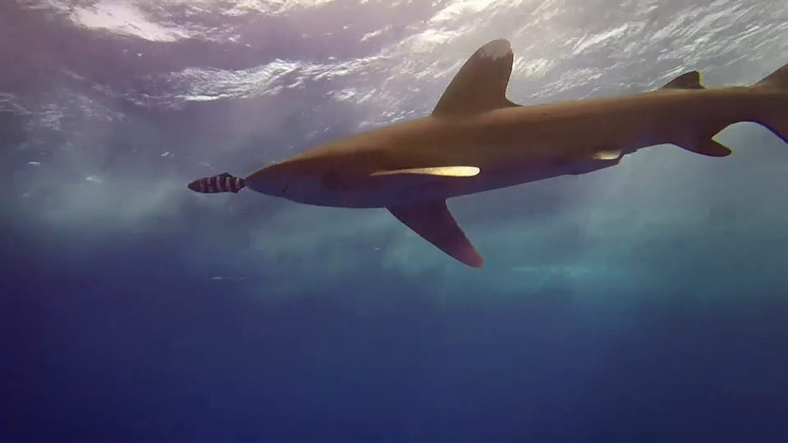 Gli Oceani respirano a fatica, hanno perso il 2% dell'ossigeno