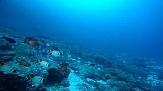 El cambio climático reducirá el oxígeno de los océanos hasta un 4% en 2100