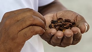 Café de Cabo Verde em risco por causa da seca