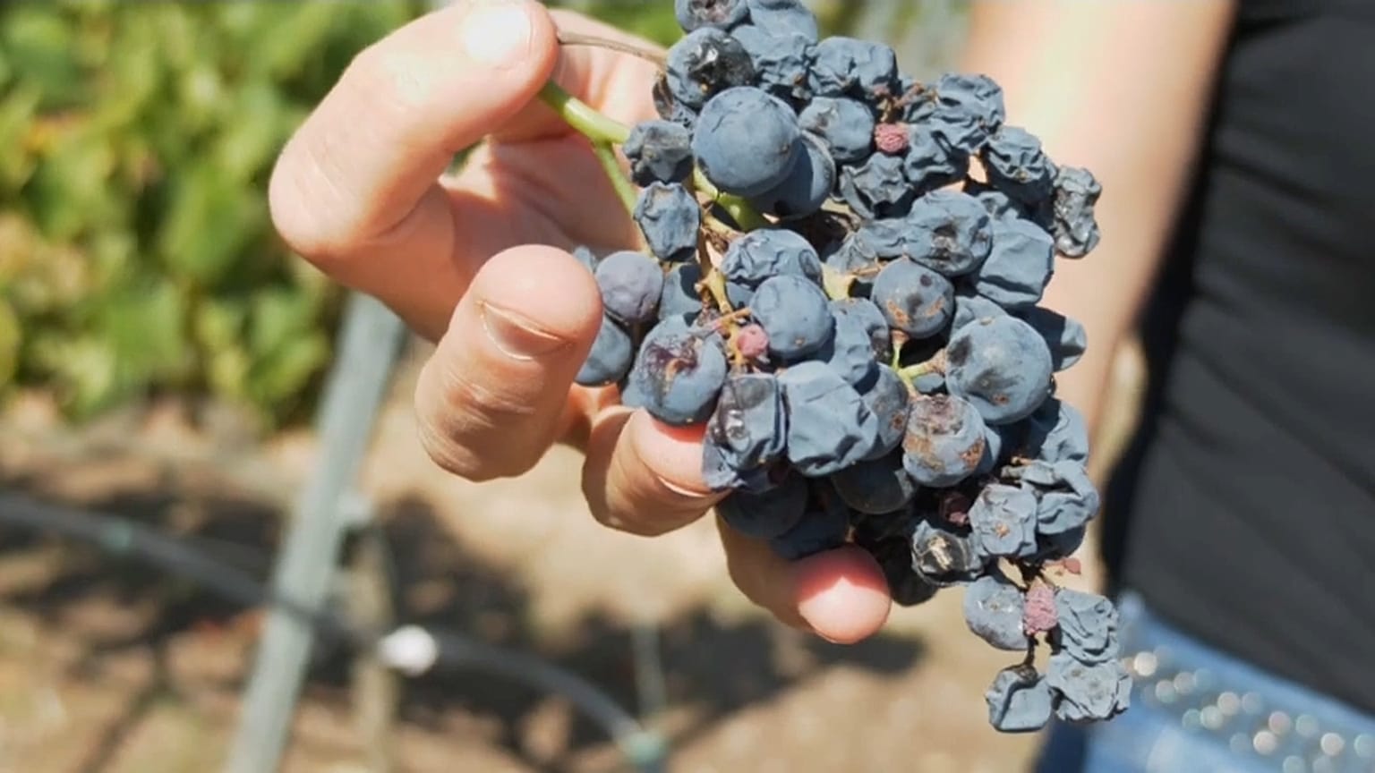 Global warming, vini a rischio